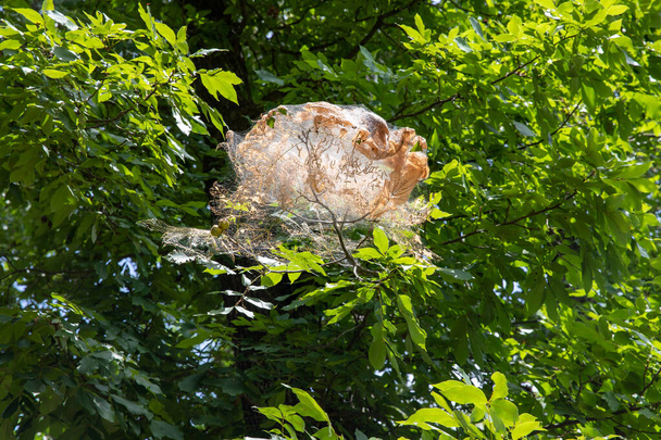 Gniazdo wirowane przez jesienne robaki na drzewie, z paskami, liśćmi i gąsienicami - Zdjęcie, obraz