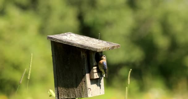Orientale Bluebird nidificazione in una vecchia casetta per uccelli - Filmati, video