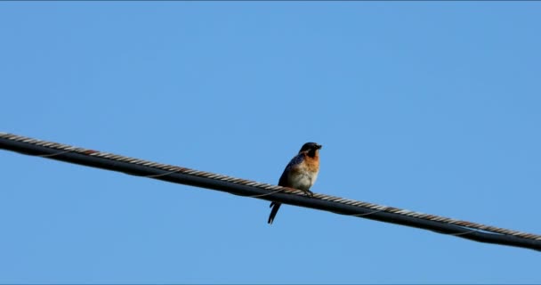 Uccello azzurro orientale seduto su un filo  - Filmati, video