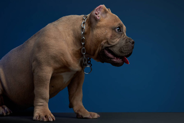 Köpek yavrusu Amerikan kabadayısı kahverengi, stüdyo fotoshoot farklı pozlarda ve mavi arka planda. - Fotoğraf, Görsel