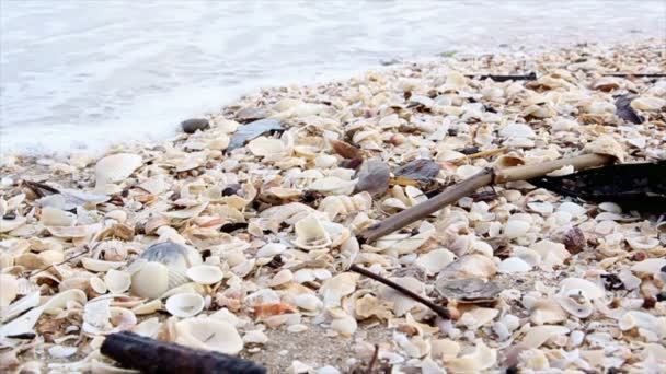 Skupina shell obal na pláži - Záběry, video