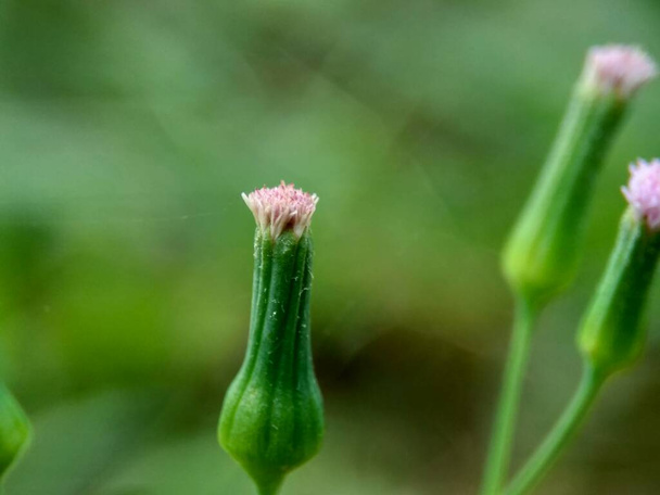 Emilia sonchifolia (lila Quastenblume, Cacalia sonchifolia L.) mit natürlichem Hintergrund. Diese Pflanze hat ein besonderes Aroma und wird oft urap-urap (indonesischer Salat) zubereitet. indonesisch tempu wiyang - Foto, Bild