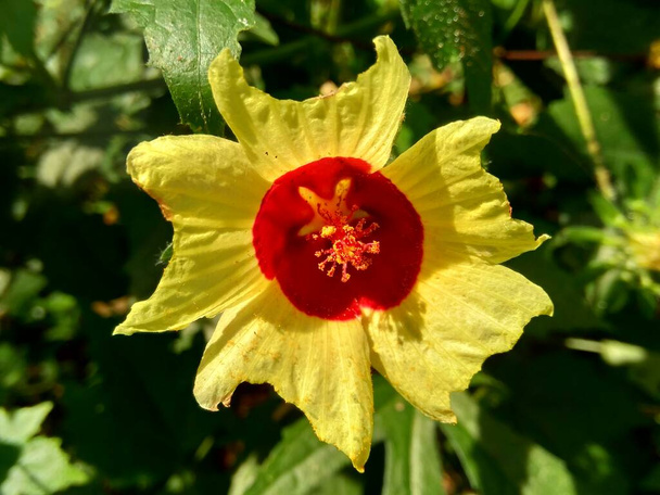 Abelmoschus crinitus (Abelmoschus hainanensis, Abelmoschus racemosus, Hibiscus bodinieri, Hibiscus cavaleriei, Hibiscus hispidissimus). Mooie ronde gele bloem in de natuur. - Foto, afbeelding