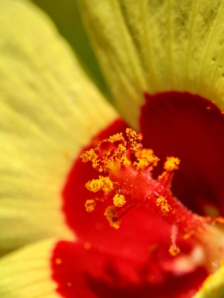 Close up Abelmoschus crinitus (Abelmoschus hainanensis, Abelmoschus racemosus, Hibiscus bodinieri, Hibiscus cavaleriei, Hibiscus hispidissimus). Beautiful round yellow flower in the nature. - Photo, Image