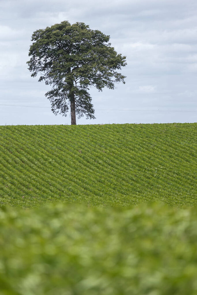 árbol solitario en el campo con un primer plano borroso y un hermoso cielo
 - Foto, imagen