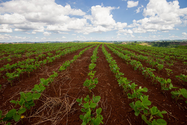 Reihen junger Sojapflanzen auf einem Feld vor blauem Himmel und Wolken - Foto, Bild