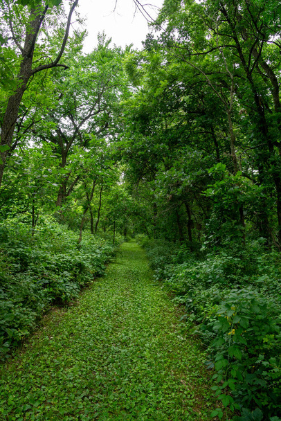 Kilen Woods State Park in Minnesota in the Summer of 2020 - Photo, Image