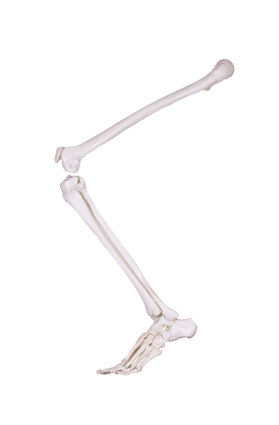 Pierna de esqueleto
 - Foto, Imagen