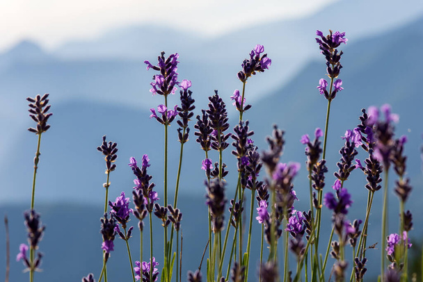 Dağlarda vahşi lavanta çiçekleri, Hautes-Alpes, Fransa - Fotoğraf, Görsel