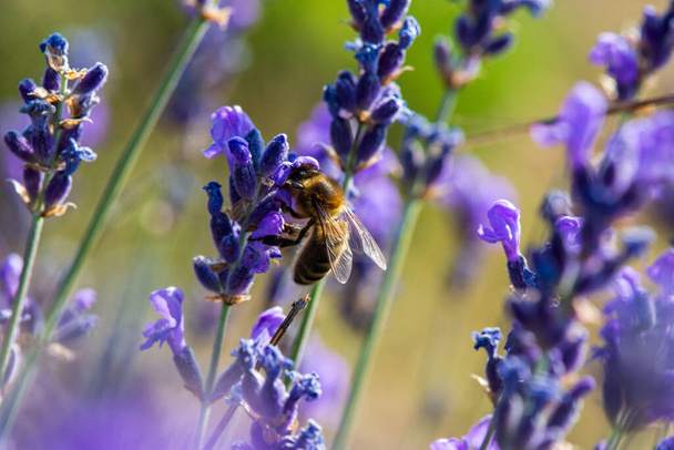 Bal arısı vahşi lavanta çiçekleri arıyor, Hautes-Alpes, Fransa - Fotoğraf, Görsel