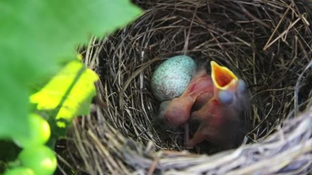 Blackbird chicks in the nest. The hatched chicks in the nest require food.  - Materiał filmowy, wideo