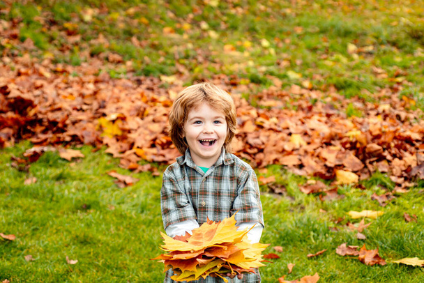 Autumn leaves. Happy child walking in autumn park. Cute boy playing with maple leaves outdoors. Toddler wears Autumn. Autumn child portrait. Fall leaves children concept. - Foto, Imagen