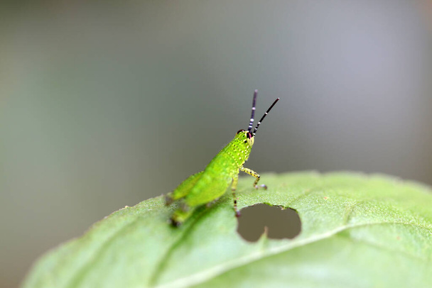 Yeşil yapraklı yeşil çekirge. Uzun arka ayakları olan ve atlamak ve cıvıldayan bir ses çıkarmak için kullanılan bitki yiyen bir böcektir.. - Fotoğraf, Görsel