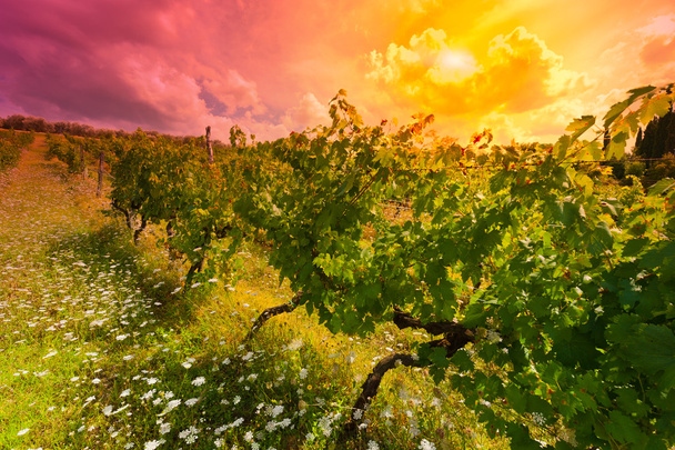 szőlőskert naplementekor - Fotó, kép