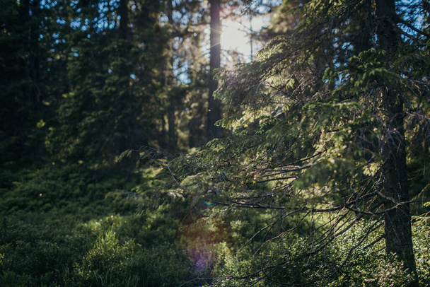 Ένα δέντρο σε ένα δάσος - Φωτογραφία, εικόνα