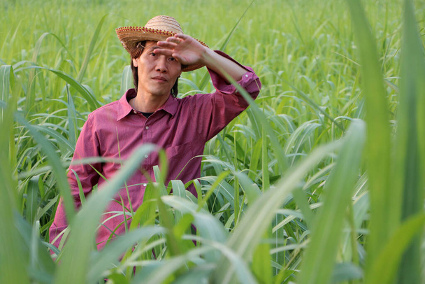 Man farmer standing and use the hand to wipe the sweat on the forehead, he wearing a straw hat with red long-sleeved shirt in the sugarcane farm. - Zdjęcie, obraz