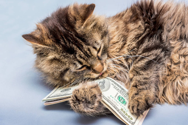 Кошка держит в лапах доллары. Богатство в наших руках - Фото, изображение