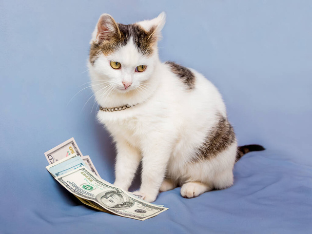 Білий кіт сидить біля пачки доларів і дивиться в бік
 - Фото, зображення