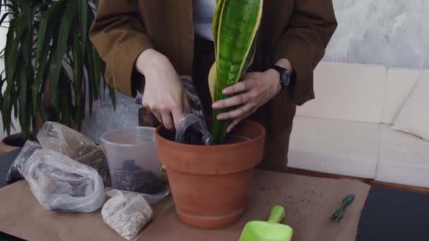 Donna attraente trapiantare il fiore in nuovo vaso bello e grande - Filmati, video