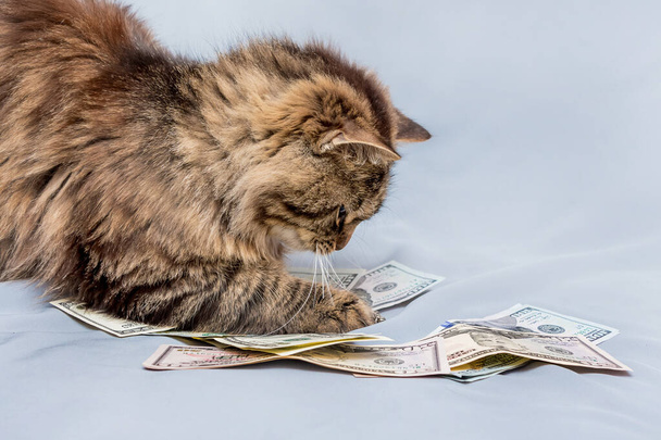 Un soffice gatto a strisce tiene le zampe di dollari - Foto, immagini