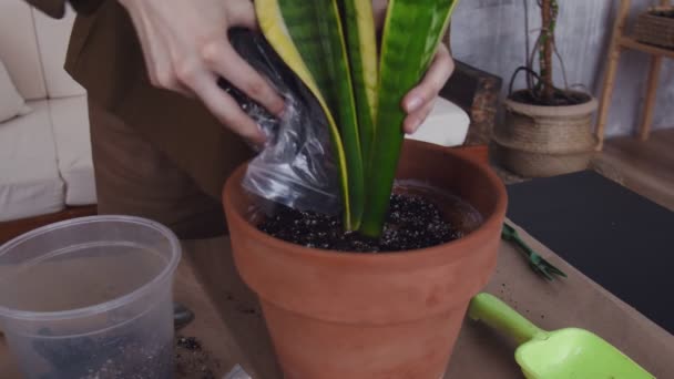 Attraktive Frau verpflanzt die Blume in einen neuen schönen und großen Topf - Filmmaterial, Video