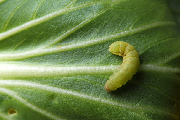 Zelný červ nebo housenka na rostlinách zeleniny. - Fotografie, Obrázek