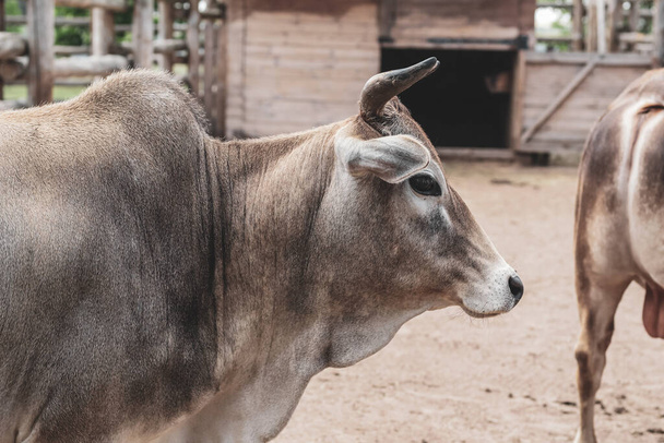 Une vache cornée beige se tient dans la volière du zoo - Photo, image