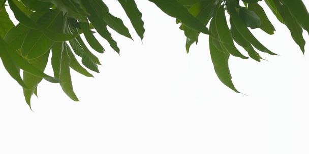 Mango beyaz arkaplanda kopya alanı ile izole bırakılır. - Fotoğraf, Görsel