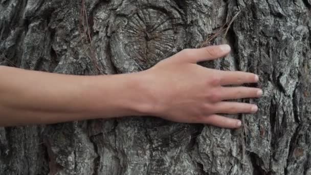 Young man touches the bark of a coniferous tree trunk in a summer forest. With wrinkles and pine needles. The concept of saving ecology and outdoor recreation - Footage, Video