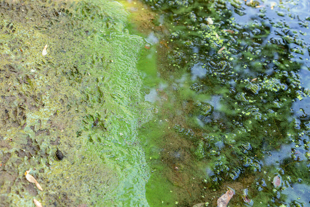 Algas de color verde azulado en una masa de agua, prohibido bañarse
 - Foto, Imagen