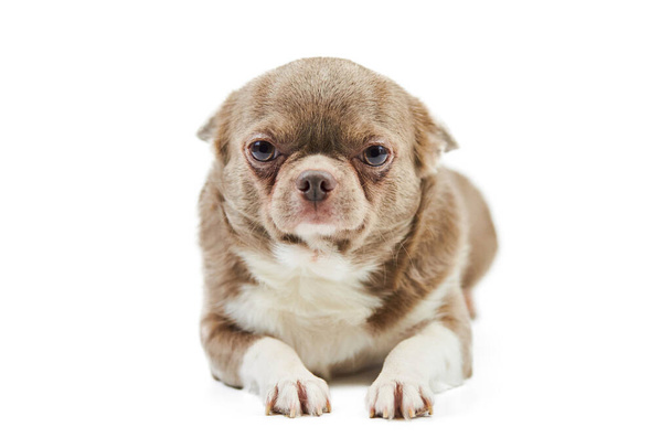 Volwassen Chihuahua hond, geïsoleerd. Klein schattig hondje op witte achtergrond. Hondenasiel puppy. Klein kortharig chihuahua hondenras, studio schieten. - Foto, afbeelding