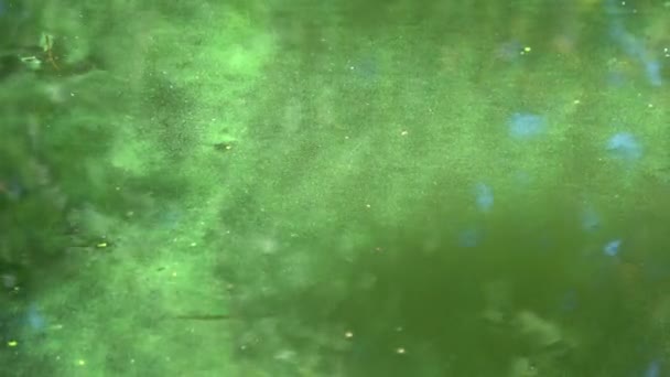 Sinilevät vesimuodostumassa, uiminen kielletty - Materiaali, video