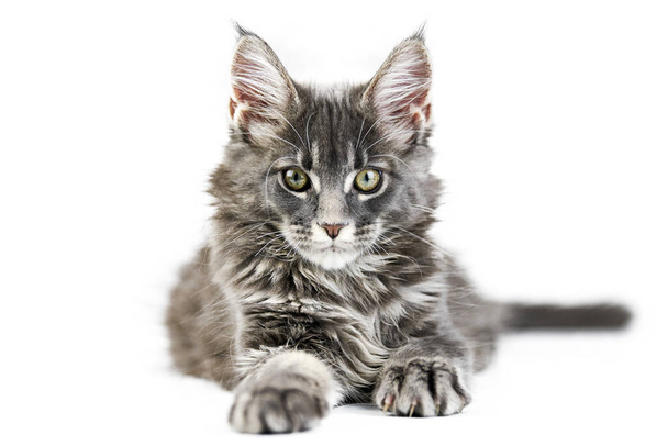 Γατάκι του Μέιν, απομονωμένο. Χαριτωμένη maine-coon γάτα σε λευκό φόντο. Μικρή αστεία καθαρόαιμη γάτα, γκρι χρώμα. Στούντιο σουτ, κομμένα για σχεδιασμό ή διαφήμιση. - Φωτογραφία, εικόνα