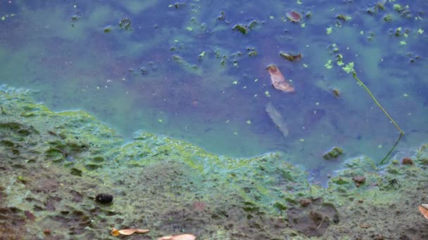 Γαλαζοπράσινα φύκη σε υδάτινο σύστημα, απαγορεύεται η κολύμβηση - Πλάνα, βίντεο
