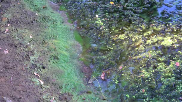 Algues bleu-vert dans un plan d'eau, baignade interdite - Séquence, vidéo