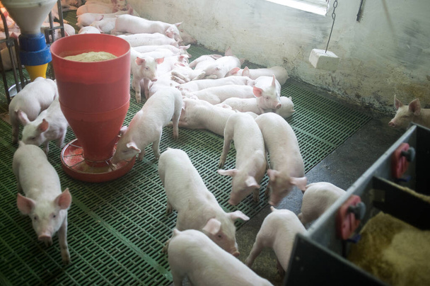 養豚場は養豚場であり、工業動物農業の一部である。 - 写真・画像