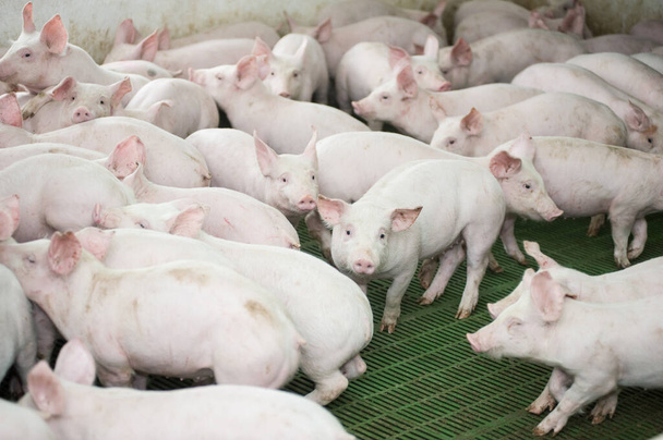 Little piglets on a farm - Photo, Image