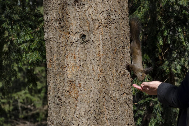 O esquilo de cauda marrom em um tronco de árvore em um parque toma a comida à mão, Sofia, Bulgária
   - Foto, Imagem