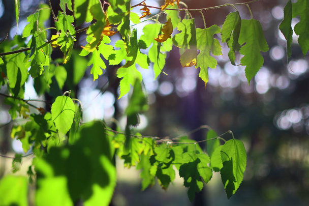 beautiful green leaves in the sun - Фото, изображение