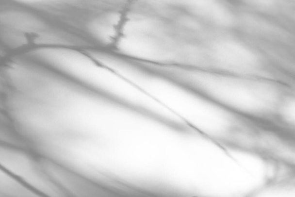 Fotoğraf için bulanık kaplama efekti. Beyaz bir duvardaki ağaç dallarının gri gölgeleri. Tasarım sunumu için soyut nötr doğa kavramı. Doğal ışık efektleri için gölgeler - Fotoğraf, Görsel