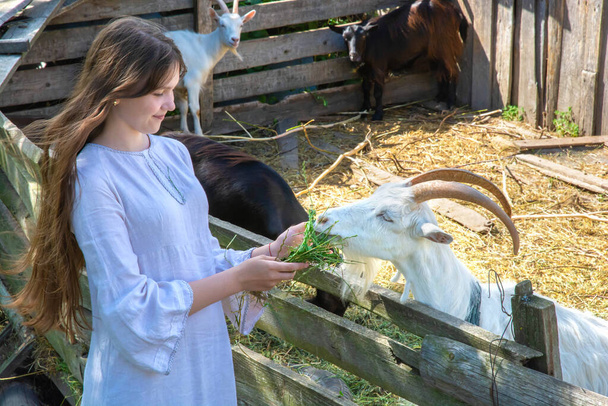 young girl with long dark hair in vintage clothing feeds the goat grass with blur - Photo, image