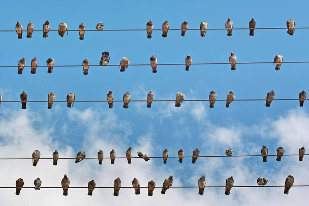 Elektrik şebekesinin kablolarına bir sürü güvercin yerleştirildi - Fotoğraf, Görsel