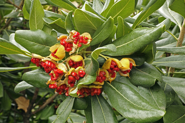 detail of a shrub of Pittosporum tobira with fruits and seeds - Photo, Image