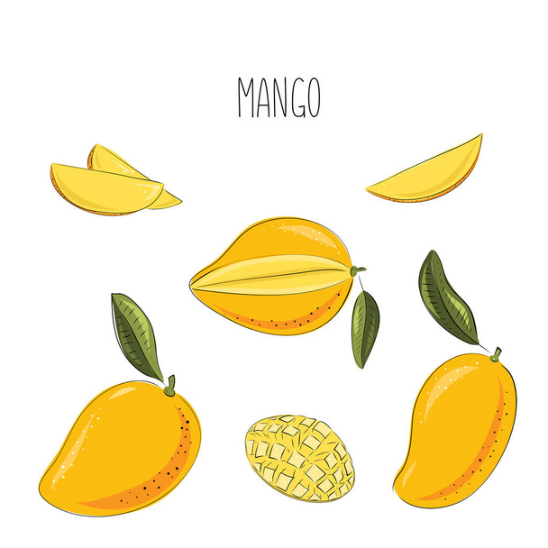 Vector food illustration of ripe juicy mango with leaves. Cut into pieces slise and whole fruit. Hand drawing in yellow and orange colors. - Vetor, Imagem