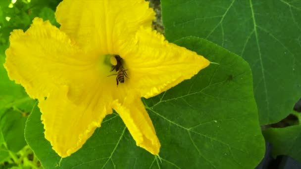  A bees pollinate the yellow pumpkin flower while drinking nectar - Filmati, video