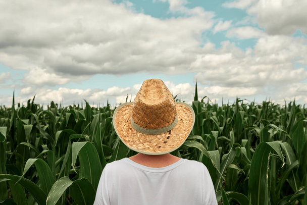 Rear view of female farmer looking at green corn maize crop field in summer. Woman agronomist with straw hat standing in cornfield. - 写真・画像