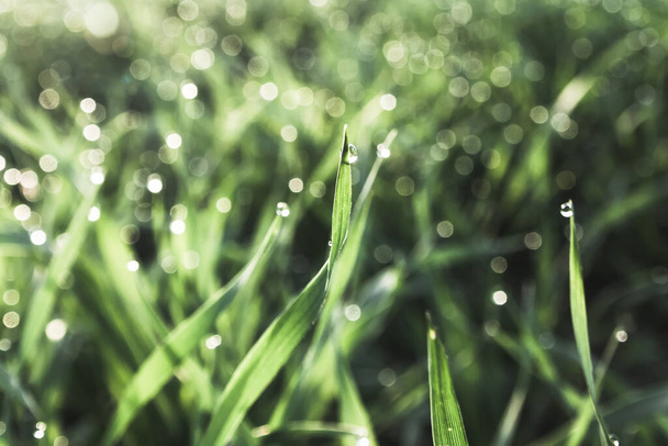 gotas de lluvia sobre hierba - Foto, imagen