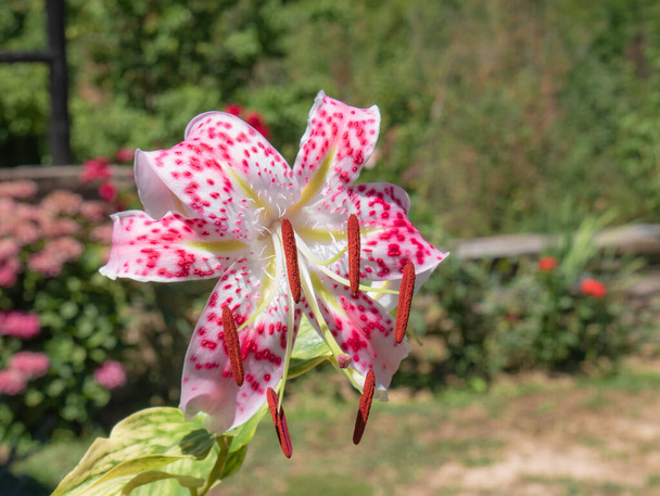 Tiro curto de uma flor de lírio com grandes pétalas brancas e manchas rosa com grandes anteras vermelhas com um jardim de hortênsia e flores de rosa
 - Foto, Imagem
