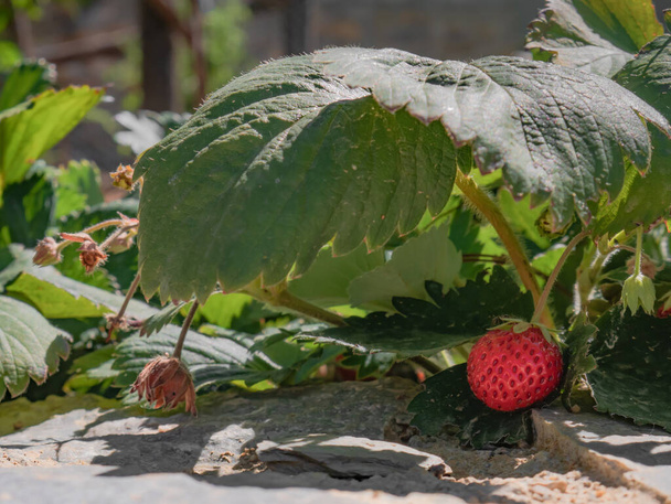 Η τελευταία φράουλα ενός φυτού Fragaria vesca βρίσκεται κάτω από τη σκιά ενός μεγάλου πράσινου φύλλου - Φωτογραφία, εικόνα