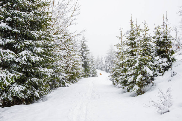 A téli fagyos napokon az erdőben hófákkal borított magas fenyőfák káprázatos, szigorú panorámája nő. A kíméletlen északi természet és kikapcsolódás koncepciója a vidéken télen - Fotó, kép
